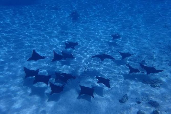 Full-Day Private Boat Tour of Bora Bora Lagoon with Snorkel - The snorkeling goal: rays, reef fish, and getting to the best water