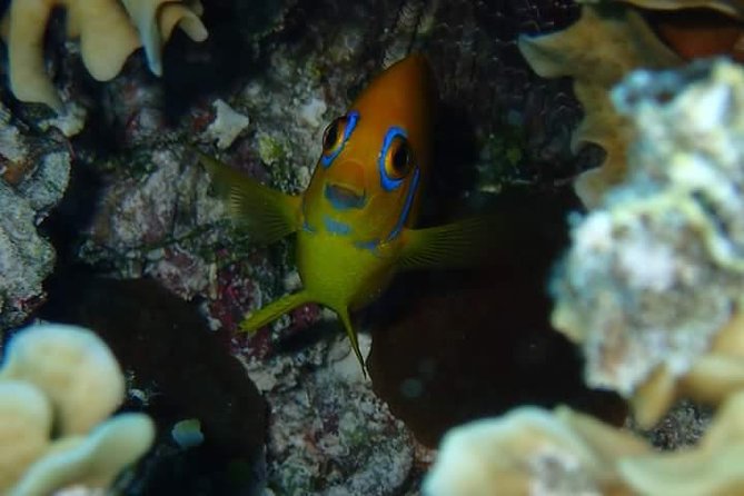 Full-Day Private Boat Tour of Bora Bora Lagoon with Snorkel - Price and value: $1,400 per group, and what you’re buying