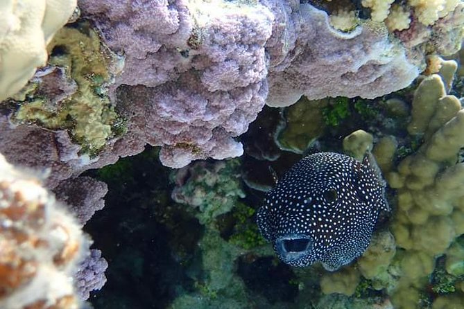 Full-Day Private Boat Tour of Bora Bora Lagoon with Snorkel - Who this tour suits best, and who might want a different style