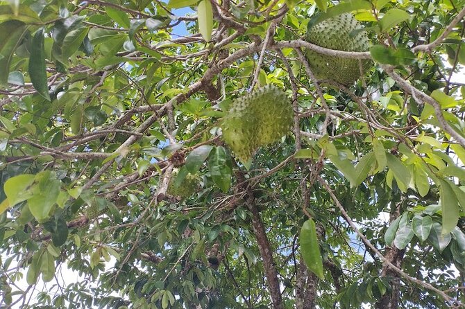 Guided Excursion in 4x4 in Moorea between Land and Sea - Stop 4: Manutea Tahiti and the Rotui Fruit Juice Tasting