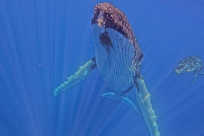 Guided Small Group Whale Watching and Swim Tour Tahiti - Why Tahiti humpback season and whale rules matter here