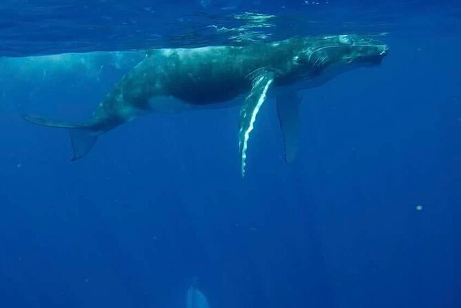 Guided Small Group Whale Watching and Swim Tour Tahiti - Meeting at Hilton Tahiti, then heading out from Papeete Marina