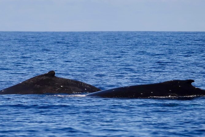 Guided Small Group Whale Watching and Swim Tour Tahiti - Safety briefing, snorkeling gear, and what you truly need to swim