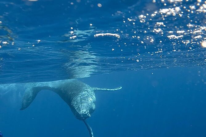 Guided Small Group Whale Watching and Swim Tour Tahiti - The lagoon plan B is not an apology: turtles, coral gardens, rays, and wrecks