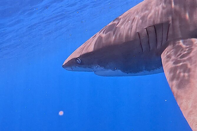 Guided Small Group Whale Watching and Swim Tour Tahiti - What the morning feels like: search time, cruising, and whale behavior focus