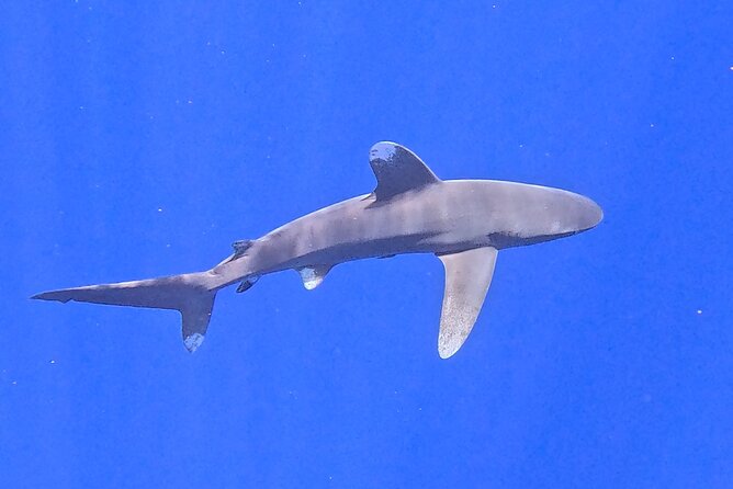 Guided Small Group Whale Watching and Swim Tour Tahiti - Food, music, and the small comfort wins you notice after an hour