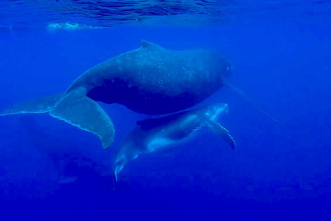 Guided Small Group Whale Watching and Swim Tour Tahiti - Price and value: is $238.07 a fair deal for Tahiti whale watching