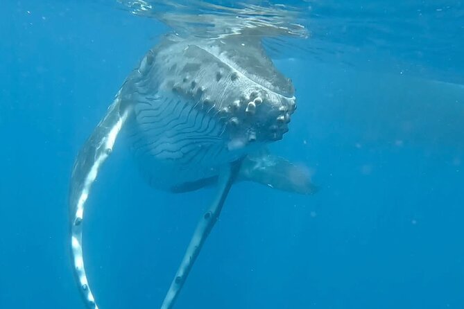 Guided Small Group Whale Watching and Swim Tour Tahiti - Small-group comfort on a boat built for scanning and staying relaxed