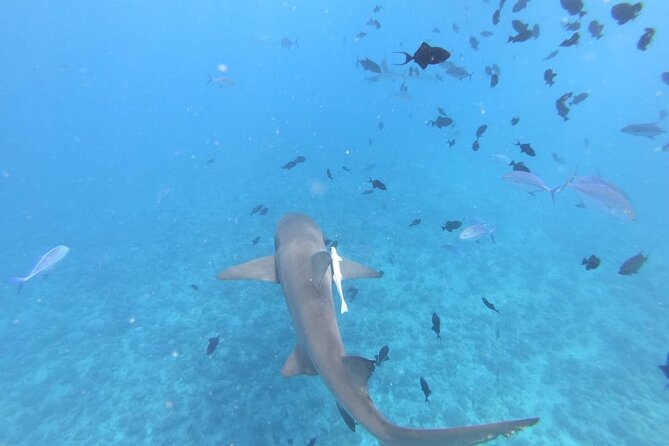 Half a day to discover Bora Bora with O-sea - A half-day route that favors wildlife timing, not crowd math