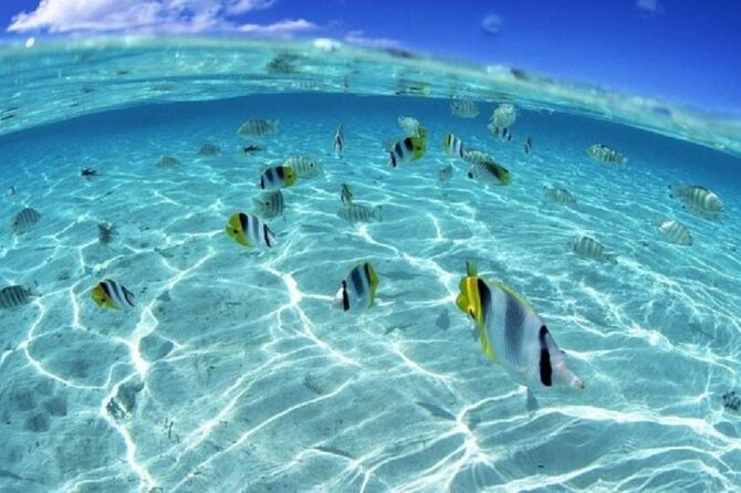 Half day Eco Snorkeling small group Tour in Bora Bora - How snorkeling stops work, and why multiple areas matter