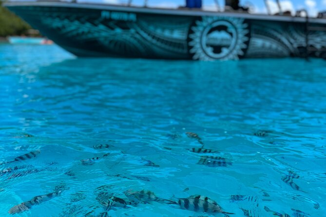 Half day Eco Snorkeling small group Tour in Bora Bora - Price and value: $139.68 makes sense for what’s included