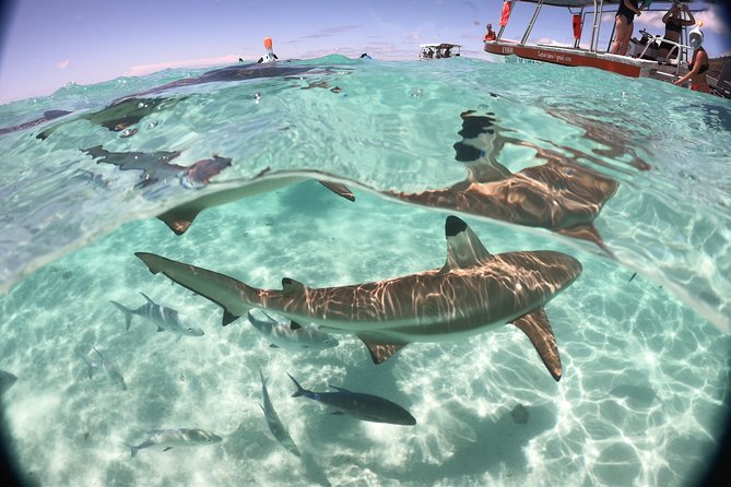 Half day Excursion, Drift Snorkeling Lagoon Adventure. 3H - Price and Value: What $91.24 Buys You in the Lagoon