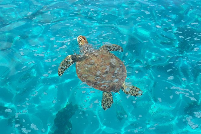 Half day Excursion, Drift Snorkeling Lagoon Adventure. 3H - Haapiti: Turtles, Rays, Sharks, Coral, and Underwater Tikis