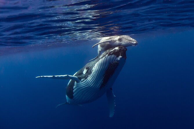Half-Day Humpback Whales Encounter in Moorea - Meeting at Coco Beach, Then a Real Safety Briefing