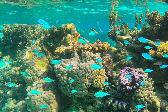 Half day lagoon safari tour in Bora Bora- Shared tour - A half-day lagoon safari that fits Bora Bora reality