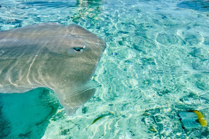Half day lagoon safari tour in Bora Bora- Shared tour - What you get on the boat: food, drinks, and snorkeling gear