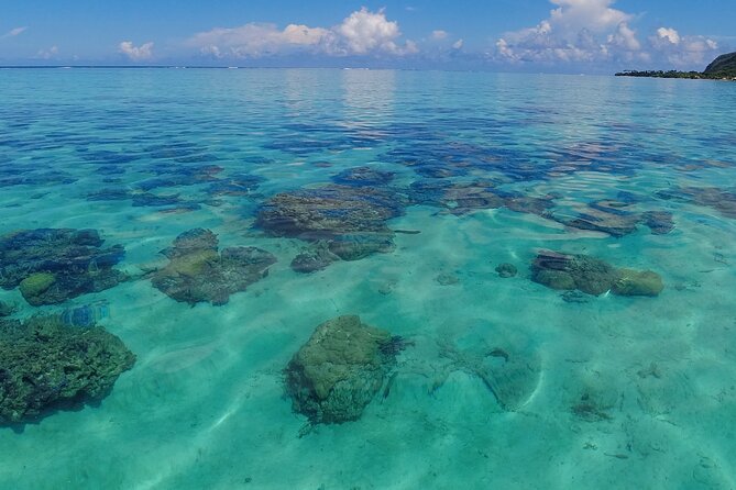 Half Day Private Boat Snorkeling Excursion Moorea - Ha’apiti: dolphin watching when the lagoon allows it
