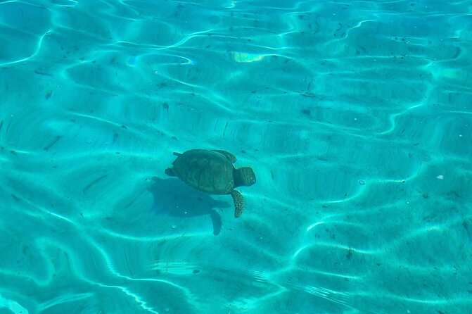 Half Day Private Boat Snorkeling Excursion Moorea - Motu Tiahura: the open-water aquarium with sharks, rays, and coral fish
