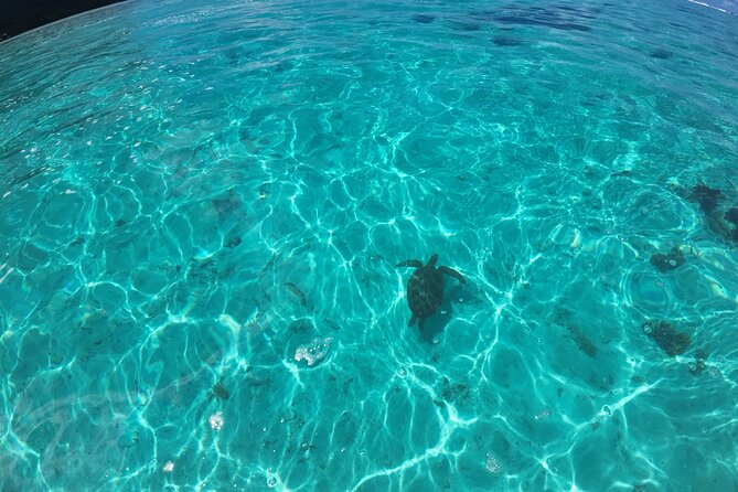 Half Day Private Boat Snorkeling Excursion Moorea - Opunohu Bay and Cook’s Bay: legends, vegetation, and why it’s more than sightseeing