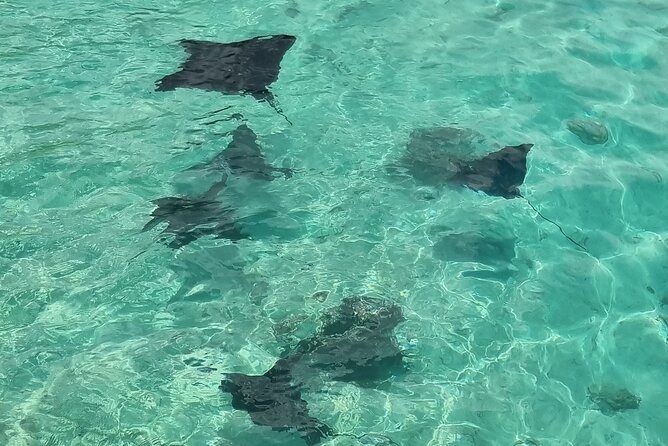 Half Day Private Boat Snorkeling Excursion Moorea - Food and drinks: fresh fruit and juice, no lunch