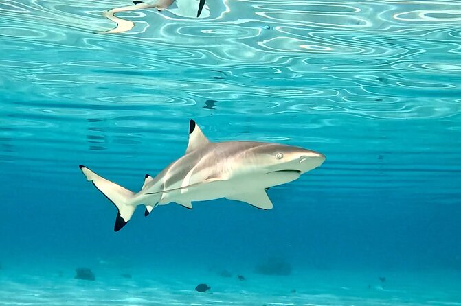 Half Day / Private Lagoon Adventure in Mo'orea - Shallow sandbar time for rays and reef sharks