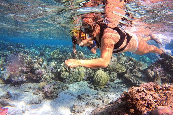 Half Day / Private Lagoon Adventure in Mo'orea - Snorkeling the coral garden for tropical fish (and sometimes more)
