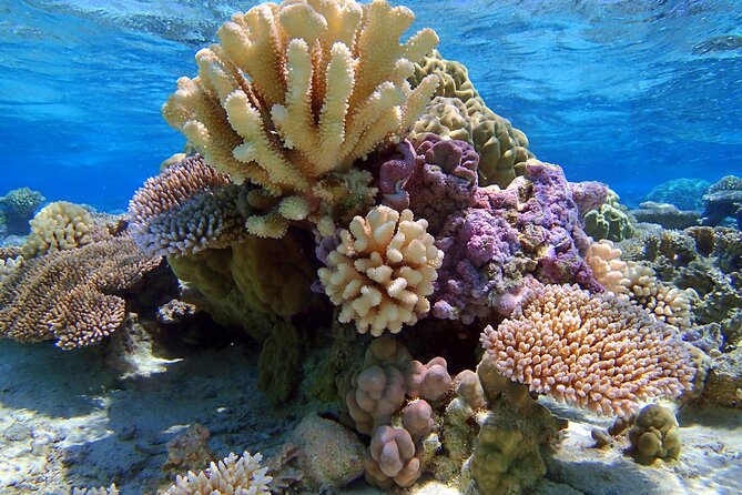 Half Day Private Lagoon Snorkeling Experience - Sting rays in shallow water, hand-fed by your guide
