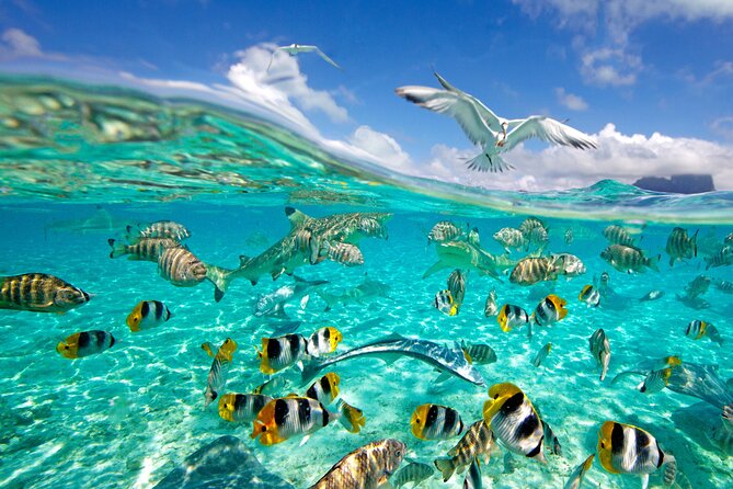 Half Day Private Lagoon Snorkeling Experience - How long you’re actually in the lagoon