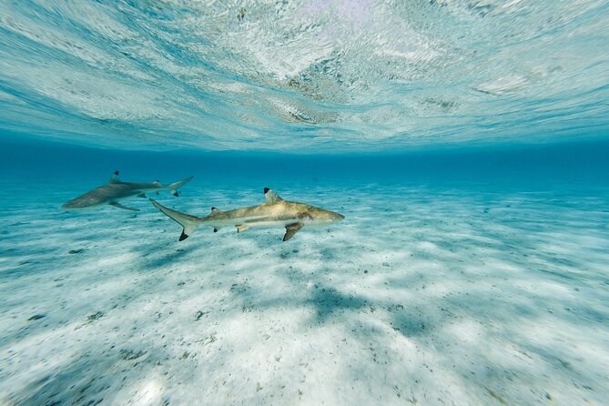 Half-Day Private Luxury Tour from Bora Bora - Who this half-day private luxury tour is best for