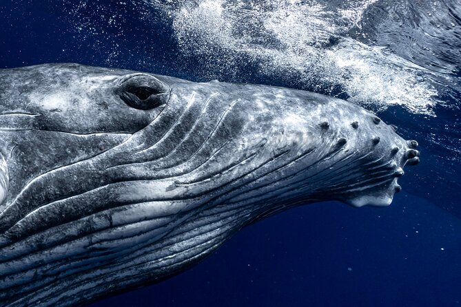 Half Day Private Whale Watching in Moorea - Key things that make this private whale watch click