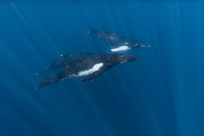 Half Day Private Whale Watching in Moorea - Whale season in Moorea, and what makes it worth your half day
