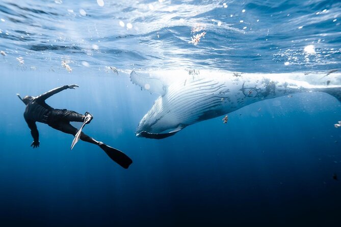 Half Day Private Whale Watching in Moorea - A practical half-day flow on the water, from Moorea Marina back again
