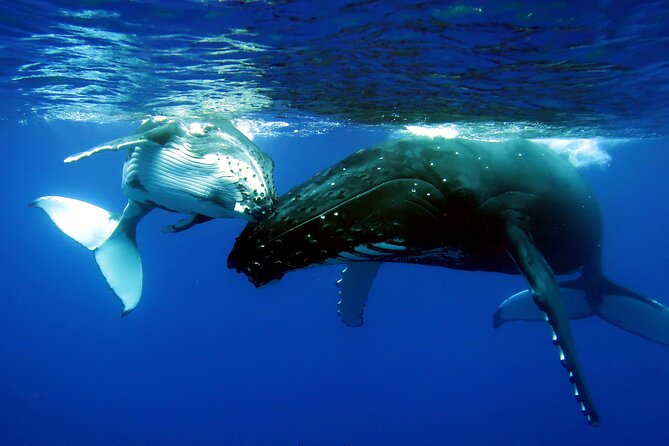 Half Day Private Whale Watching in Moorea - Your private crew, pickup options, and the Marie and Julien factor