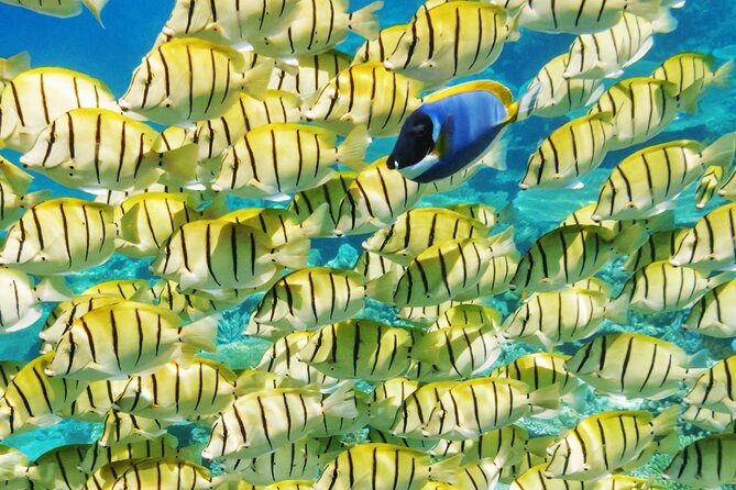 Half-Day Small-Group Cruise in Bora Bora with Snorkelling - Key highlights to know before you book
