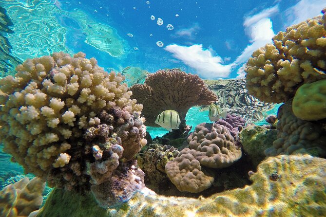 Half-Day Small-Group Cruise in Bora Bora with Snorkelling - Stop 1: coral gardens and the fish-filled aquarium spot