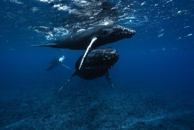 Half Day Small Group Whale Watching