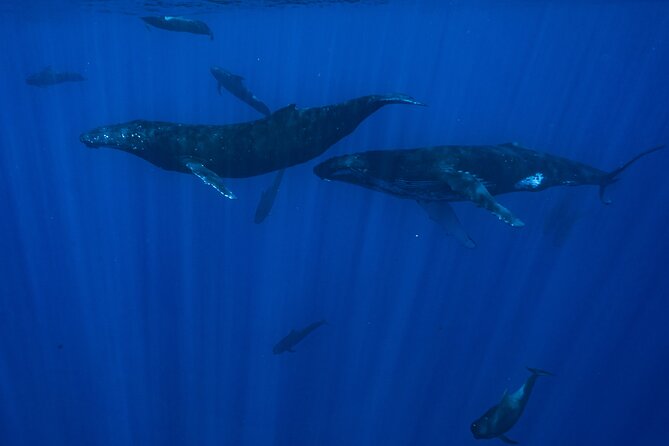 Half Day Small Group Whale Watching - How This Tour Balances Respect and Close Encounters