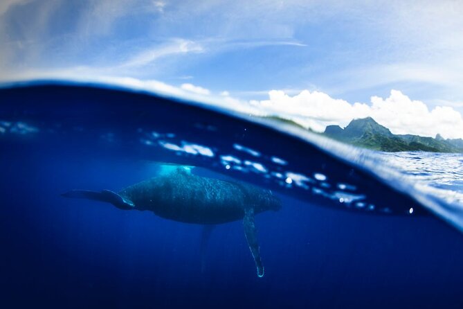 Half Day Small Group Whale Watching - Before You Go: Quick Prep That Pays Off