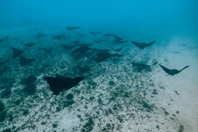 Half Day Snorkeling in Moorea - Coral garden snorkeling: reef color, fish variety, and underwater art moments