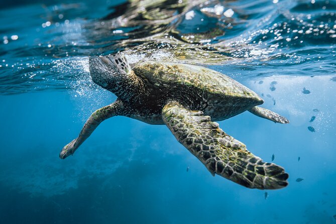 Half Day Snorkeling in Moorea - The guide, captain, and the vibe you feel before you ever splash