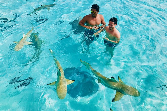 Half Day Snorkeling in Moorea - Dolphin spotting rules: spinner dolphins, plus humpbacks July to October