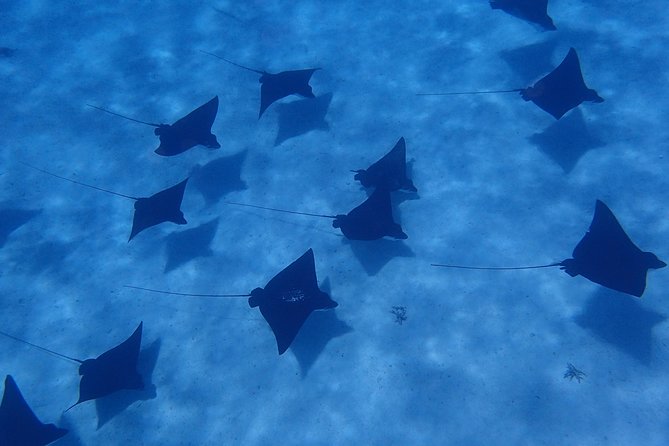 Half day Snorkeling Shared Boat Tour in Bora Bora - Key things that make this Bora Bora snorkel trip work
