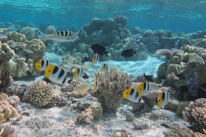 Half day Snorkeling Shared Boat Tour in Bora Bora - First Impressions: Why Bora Bora’s Lagoon Looks Different With the Right Plan