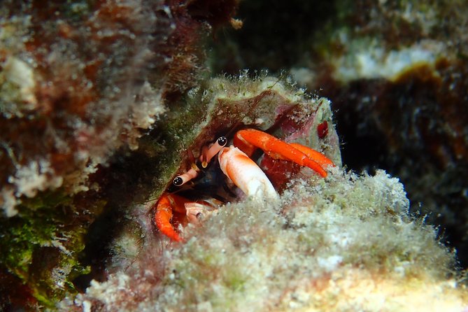 Half day Snorkeling Shared Boat Tour in Bora Bora - Stop 1: The Coral Garden Stop That Makes People Forget They Have a Camera