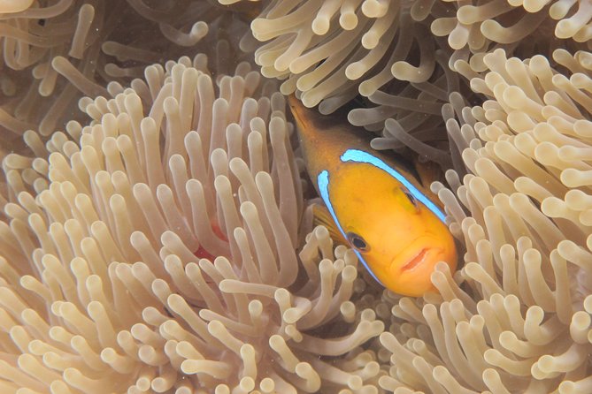 Half day Snorkeling Shared Boat Tour in Bora Bora - The Manta Ray Moment: A Dedicated Stop, Not a Random Roll of the Dice