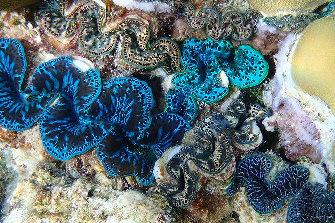 Half day Snorkeling Shared Boat Tour in Bora Bora - Eagle Rays and Other Rays: How the Captain Finds the Right Spot