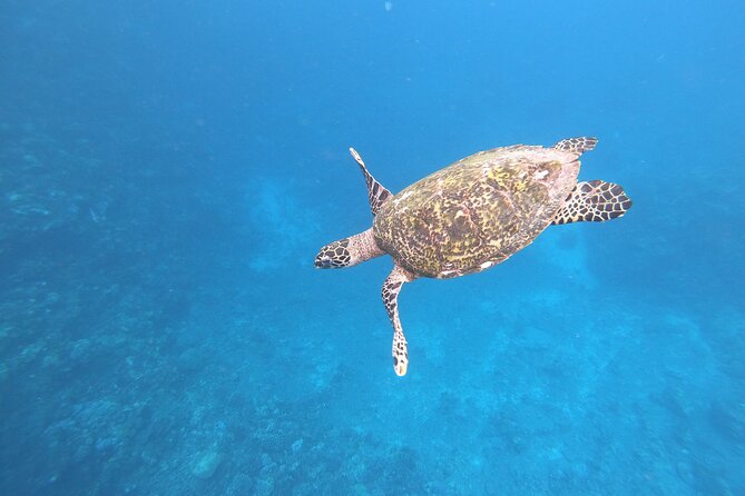 Half-Day Snorkeling Tour in Tahiti - Key Highlights I’d Prioritize