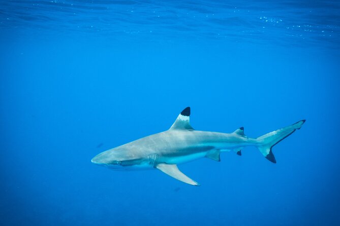 Half-Day Snorkeling Tour in Tahiti - Why This Half-Day Tahiti Snorkel Tour Works So Well