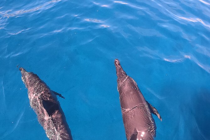 Half-Day Snorkeling Tour in Tahiti - Start With Dolphins, Then the Aquarium-Style Wreck Stop
