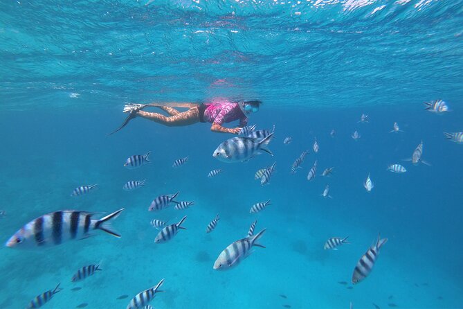 Half-Day Snorkeling Tour in Tahiti - Sea Turtles on the Menu, But Not a Promise